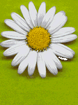 pic for Daisy Flower